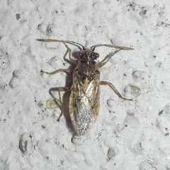 Brachycarenus tigrinus