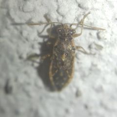 Brachycarenus tigrinus