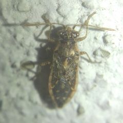 Brachycarenus tigrinus