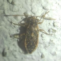 Brachycarenus tigrinus