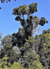 Aspidosperma polyneuron