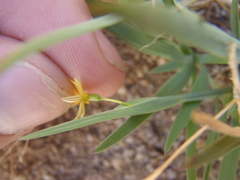 Sisyrinchium cernuum