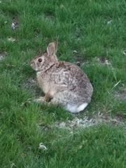 Sylvilagus floridanus