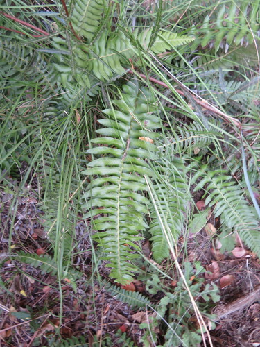 Blechnum australe image