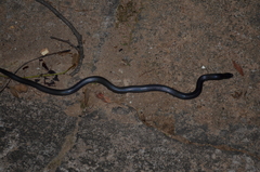 Atractaspis bibronii