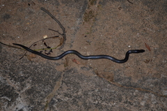 Atractaspis bibronii