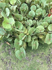 Coccoloba uvifera