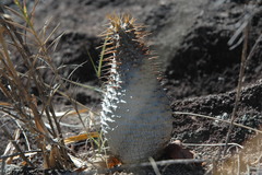 Pachypodium