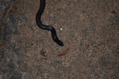 Atractaspis bibronii