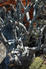 Pachypodium