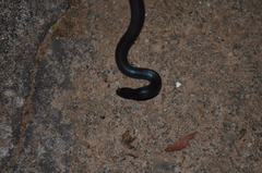 Atractaspis bibronii