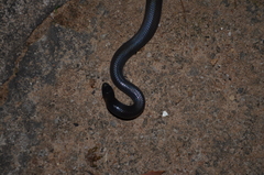 Atractaspis bibronii