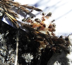 Anoplolepis custodiens