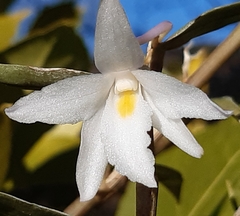 Dendrobium montanum