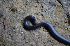 Atractaspis bibronii