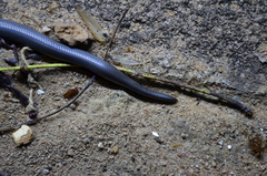 Atractaspis bibronii