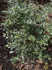 Ilex vomitoria image