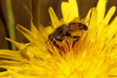 Eristalis brousii