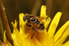 Eristalis brousii
