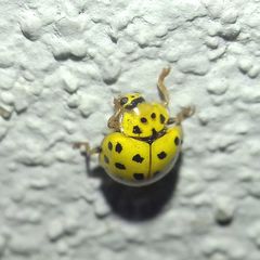 Psyllobora vigintiduopunctata