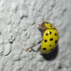 Psyllobora vigintiduopunctata