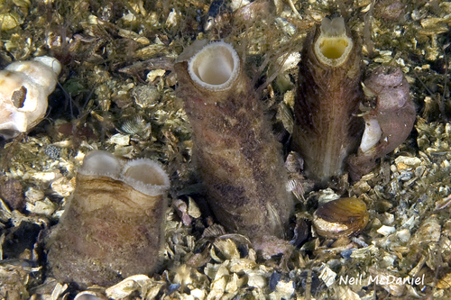 Truncate Softshell Clam