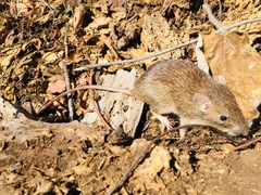 Heteromys irroratus
