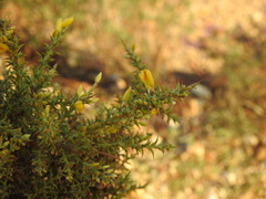 Ulex argenteus subsericeus