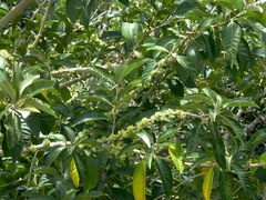 Iochroma arborescens