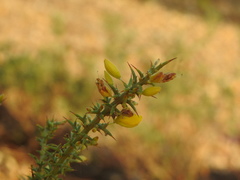 Ulex argenteus subsericeus