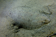 Arnoglossus laterna