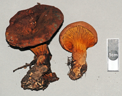 Austropaxillus nothofagi