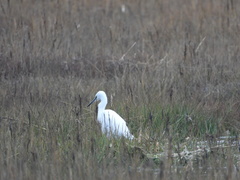 Egretta garzetta
