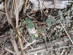 Euphorbia deltoidea serpyllum