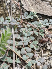Euphorbia deltoidea serpyllum