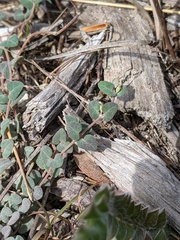 Euphorbia deltoidea serpyllum