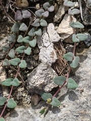 Euphorbia deltoidea serpyllum