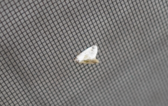 Maliattha synochitis