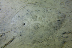 Scophthalmus rhombus