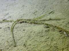 Syngnathus abaster
