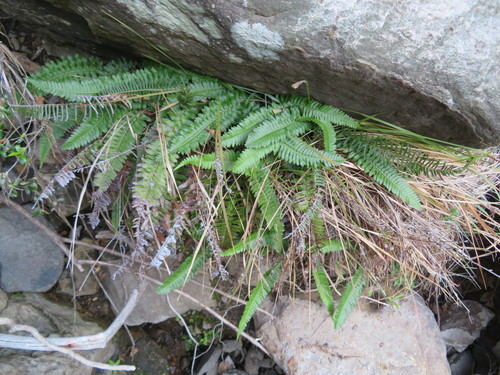 Blechnum australe image