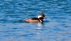 Lophodytes cucullatus