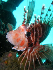 Pterois paucispinula