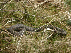 Vipera berus berus