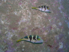 Canthigaster valentini