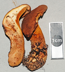 Austropaxillus nothofagi