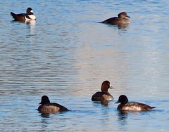Lophodytes cucullatus