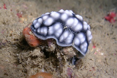 Phyllidiella pustulosa