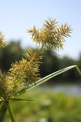 Cyperus serotinus