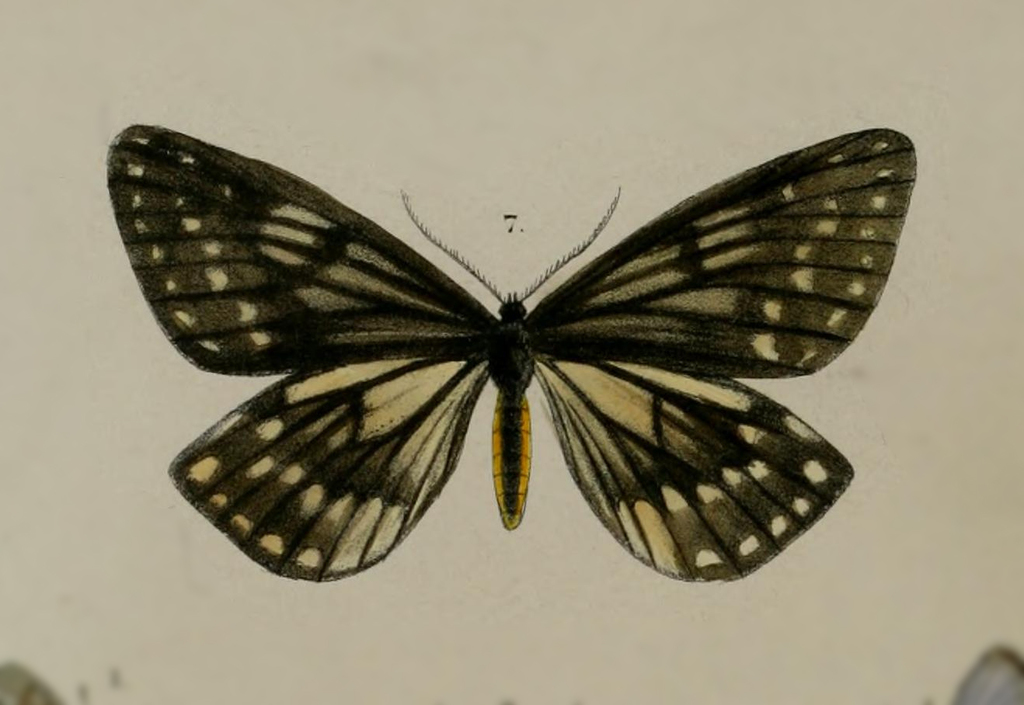 Nossa nelcinna